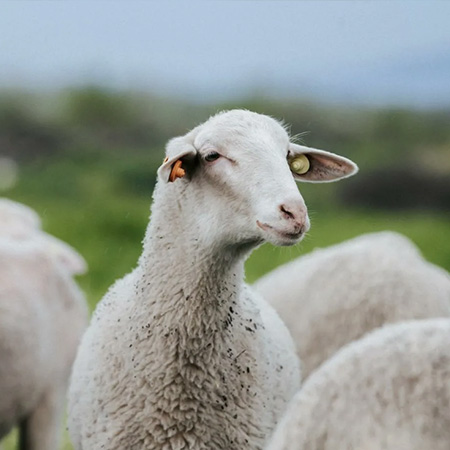 Amigable con el medio ambiente